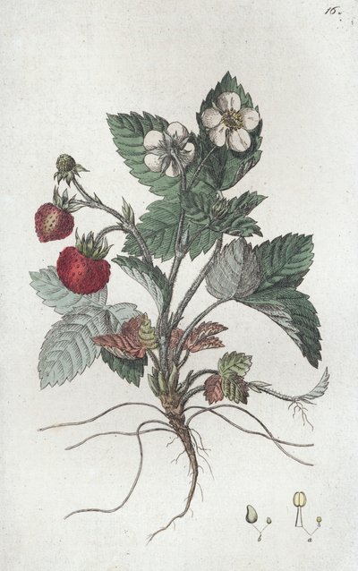 Wilde Erdbeere Fragaria vesca von Johan Wilhelm Palmstruch