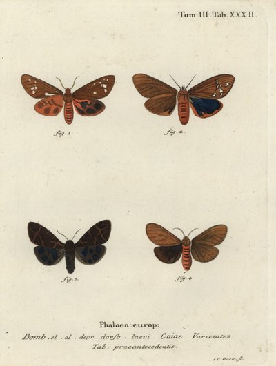 Große Tigermotten-Varianten, Arctia caja von Johann Carl Bock