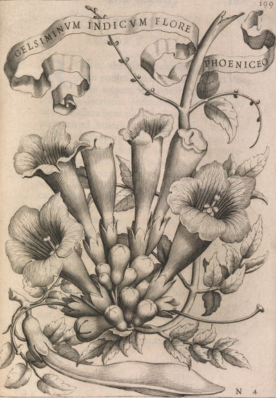 Gelsiminvm indicvm flore phoeniceo, 1633 von Johann Friedrich Greuter