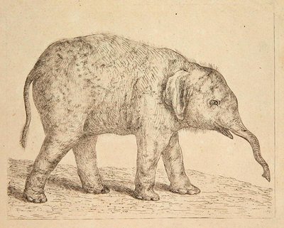 Elefant von Johann Heinrich Wilhelm Tischbein