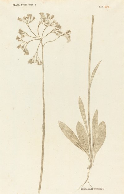 Hieracium Cymosum von Johann Hieronymus Kniphof