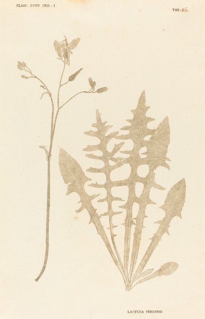 Lactuca Perennis von Johann Hieronymus Kniphof