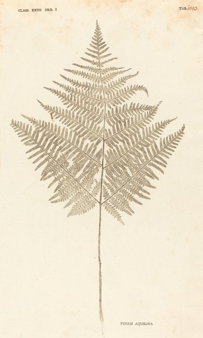 Pteris Aquilina von Johann Hieronymus Kniphof