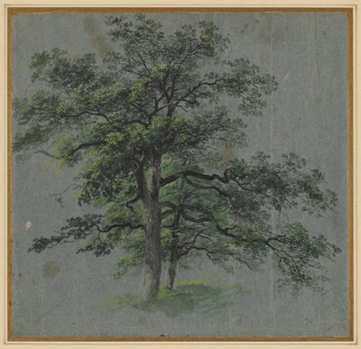 Zwei Bäume (recto) von Johann Jacob Dorner