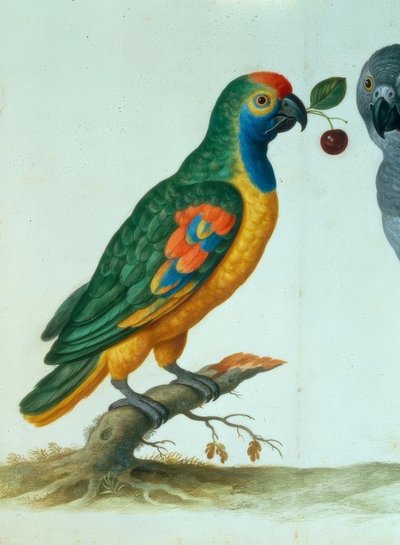 Amazonenpapagei / Walther von Johann Jakob Walther