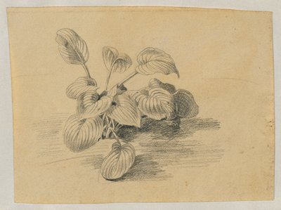 Studie einer Blattpflanze von Johann Peter Krafft
