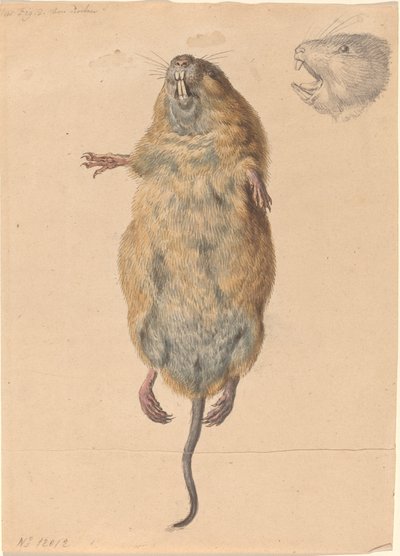 Eine Feldmaus, von unten von Johann Rudolph Schellenberg