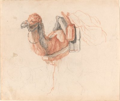 Kamel von Johann Rudolph Schellenberg