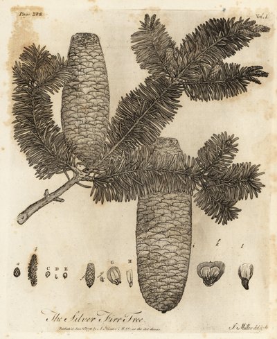 Europäische Weißtanne, Abies alba von Johann Sebastien Muller