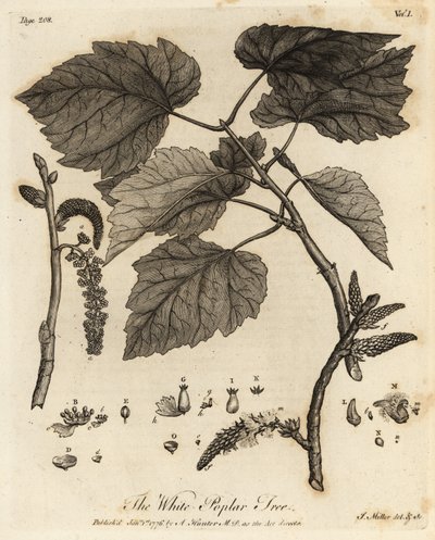 Silber-Pappel, Populus alba von Johann Sebastien Muller