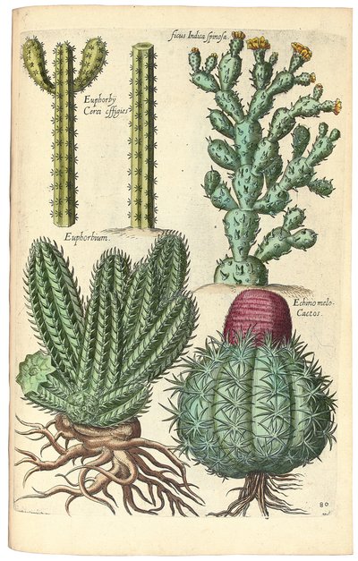 Kakteen, 1641 von Johann Theodor de Bry