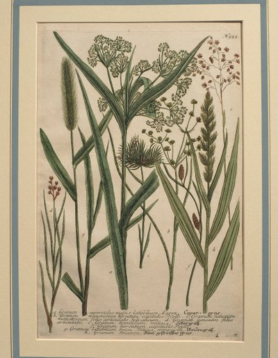 Bermudagras (Cynodon dactylon), farbige Gravur von Johann Wilhelm Weinmann