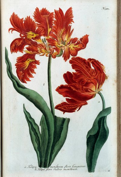 Rote Tulpe. Botanische Tafel von Johann Wilhelm Weinmann