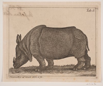 Ein Nashorn von Johanna Fosie