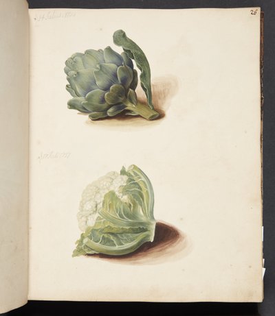 Studie einer Artischocke und eines Blumenkohlkopfes von Johanna Fosie