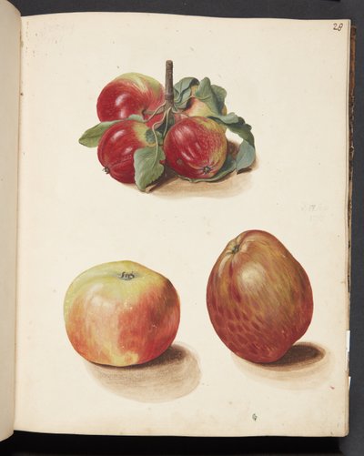 Studie von Äpfeln von Johanna Fosie