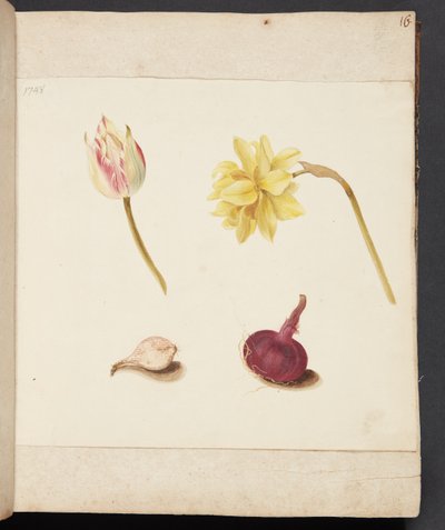 Studie von Blumen und Zwiebeln von Johanna Fosie