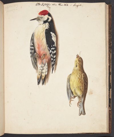 Studie eines toten Spechts und eines aufgehängten Goldammer von Johanna Fosie