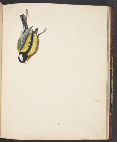 Studie eines toten Kohlmeise von Johanna Fosie
