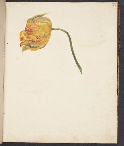 Studie einer gelben Tulpe von Johanna Fosie