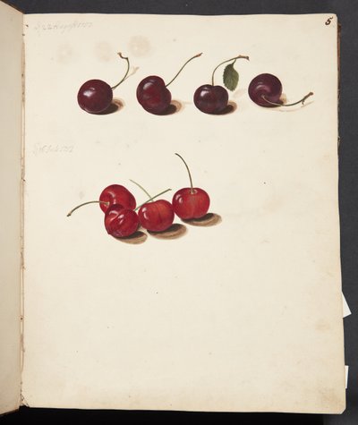 Studie von Kirschen von Johanna Fosie