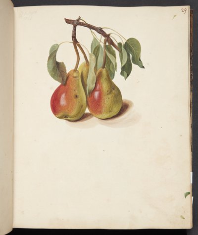 Studie von Birnen von Johanna Fosie