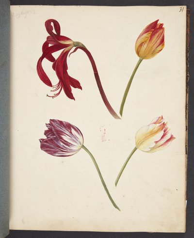 Studie von Tulpen von Johanna Fosie