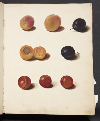 Studien von Pflaumen von Johanna Fosie