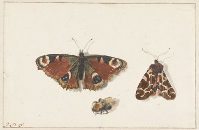 Schmetterling, Motte und Hummel von Johannes Bronkhorst