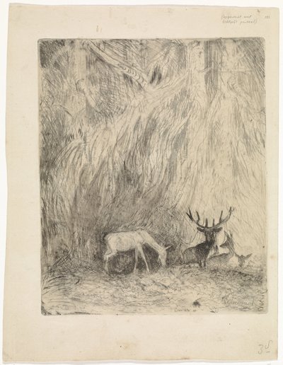Hirsche in einem böhmischen Wald von Johannes Tavenraat