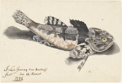 Seeskorpion von Johannes le Francq van Berkhey