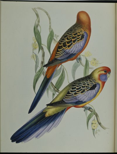 Adelaide-Sittich von John (after) Gould