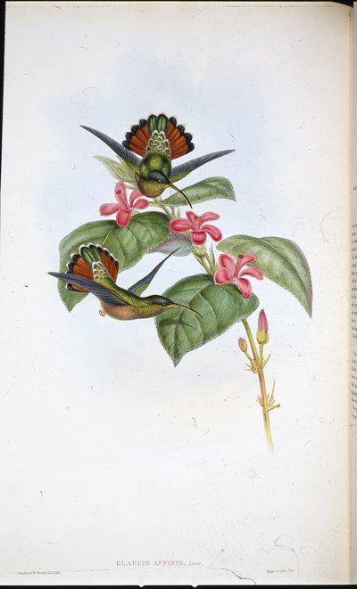 Verwandter Einsiedler von John (after) Gould