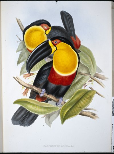 Ariel-Tukan von John (after) Gould