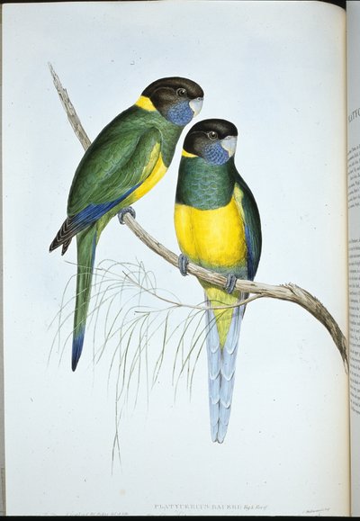 Bauersittich von John (after) Gould