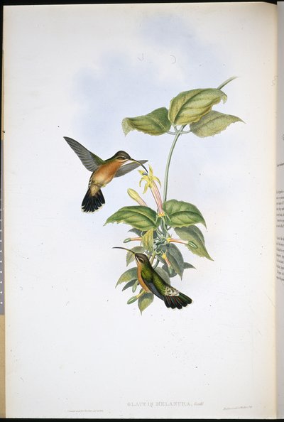 Schwarzschwanz-Einsiedler von John (after) Gould