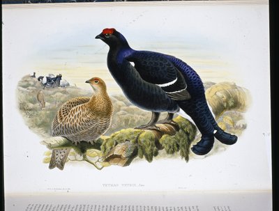 Birkhuhn (Tetrao Tetrix) von John (after) Gould