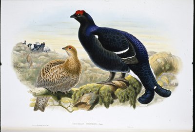 Birkhuhn von John (after) Gould