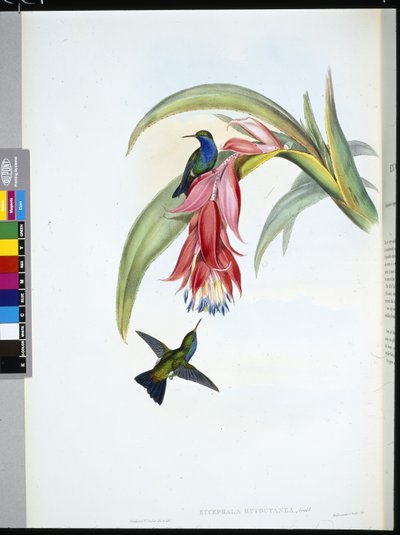 Blaubrust-Saphir (Eucephala Hypocyanea) von John (after) Gould