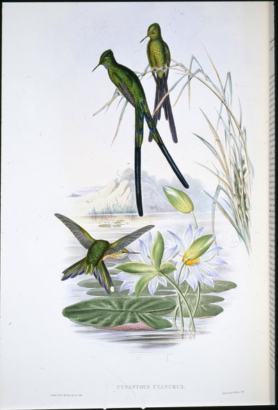 Blaugeschwänzter Sylphe (Cynanthus Cyanurus) von John (after) Gould