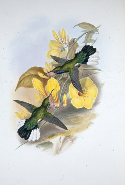 Blaukehl-Säbelflügel (Campylopterus Ensipennis) von John (after) Gould