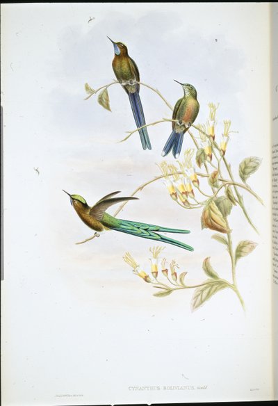 Bolivianischer Sylphe von John (after) Gould