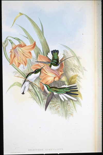 Brasilianische Fee (Heliothrix Auriculatus) von John (after) Gould