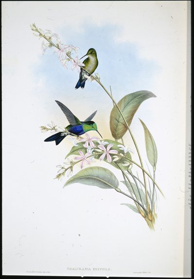 Brasilianischer Panoplites (Thalurania Eryphile) von John (after) Gould