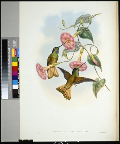 Buffschwanz-Sternfrontlet (Helianthea osculans) von John (after) Gould