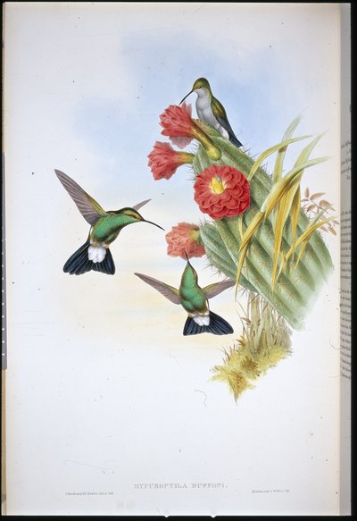 Buffons Plumeleteer (Hypuroptila Buffoni) von John (after) Gould