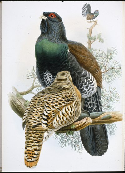 Auerhuhn von John (after) Gould