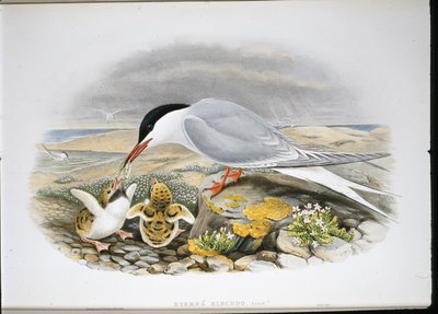 Flussseeschwalbe von John (after) Gould