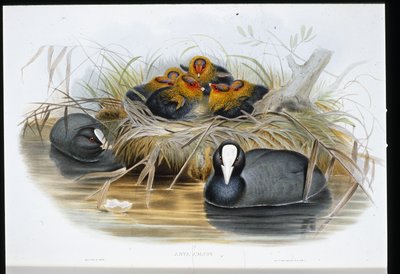 Blässhuhn (Fulica Atra) von John (after) Gould