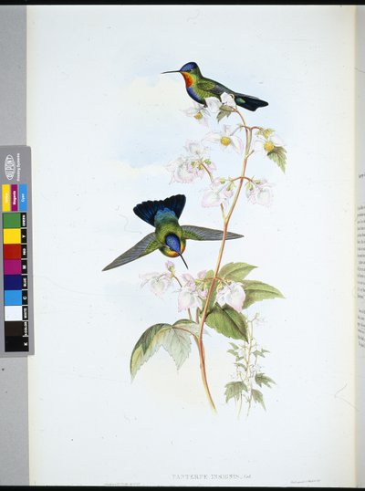 Costa-Rica-Kolibri (Panterpe Insignis) von John (after) Gould